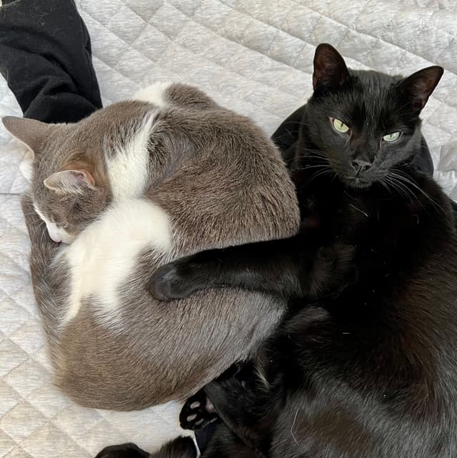 two cats laying next to each other